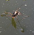 A mating pair of Gerris swakopensis