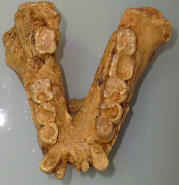 http://upload.wikimedia.org/wikipedia/commons/thumb/a/ae/Gigantopithecusjaw.jpg/579px-Gigantopithecusjaw.jpg