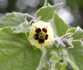 Physalis peruviana