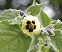 Lampionplant (Physalis)