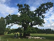 Gridnieku ancient oak in Rumbas parish, Latvia, girth 8.27 metres (27.1 ft) 2015 Gridnieku dizozols.JPG