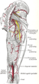 Arterias de las regiones glúteas y femoral posterior.