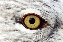 Gull eye.jpg
