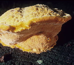 Krokinis minkštenis (Hapalopilus croceus)