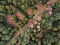 Platz 3: Matthias Süßen - Luftaufnahme vom Landschaftsschutzgebiet Heseler Wald und Umgebung. Gut zu erkennen sind die abgestorbenen Fichten auf der rechten Seite des Forstweges. Auf der linken Seite wurden schon Fichten gefällt, die am Forstweg gestappelt liegen. Auf der linken Seite des Forstweges erfolgte schon eine Bearbeitung des Waldbodens und eine Neuanpflanzung mit anderen Baumarten. So ist dieses Foto ein Beleg für den Wandel eines Forstes.