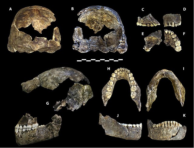 Photo de parties du crâne de l'holotype dHomo naledi, sur fond noir