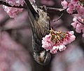 大寒桜の蜜を食べるヒヨドリ