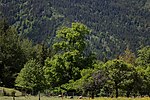 Linde (Tilia sp.)