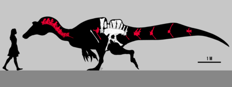 Ichthyovenator skeletal and size comparison