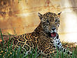 Jaguar Belo Horizonte Zoo Portrait.jpg
