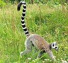 Katta (Lemur catta)