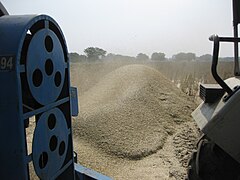 Kripekapura harvesting mustard farms