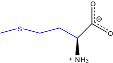 L-Methionine (at physiological pH).svg