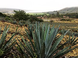 San Juanito de Escobedo – Veduta