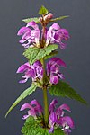 Kvetoucí lodyha hluchavky skvrnité (Lamium maculatum)