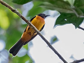 Pipira-parda (macho) em Manaus, Amazonas, Brasil