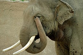 Un éléphant peut se servir de sa trompe pour se nettoyer l'œil.