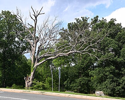 Linden Oak before it was removed