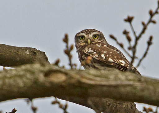 Little Owl Norfolk