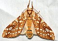 Lophocampa caryae