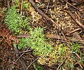 Gewöhnlicher Flachbärlapp (Lycopodium complanatum)