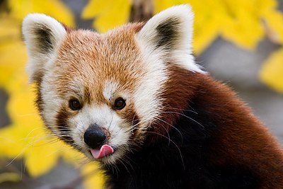 Seekor panda merah di Kebun Binatang Schönbrunn, Wina, Austria