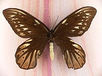 Femina Ornithoptera alexandrae
