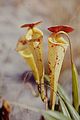 Nepenthes madagascariensis