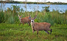 Cerfs des marais (Blastocerus dichotomus)