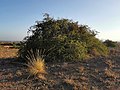 Miniatura para Maytenus senegalensis