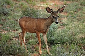 Veado-mula (Odocoileus hemionus)