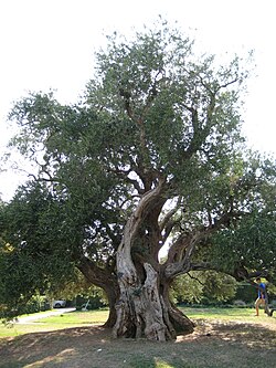 This olive tree in Kaštel Štafilić is more than 1,500 years old