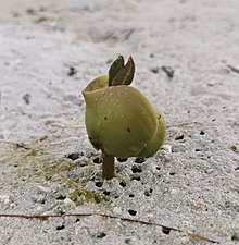 A germinating Avicennia seed One week old Mangarove, Qatif, Saudi Arabia, Late August 2020 2 (cropped).jpg