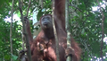 Orangutanka z mladičem