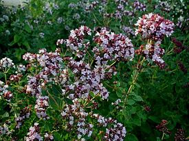 Mäkimeirami (Origanum vulgare)