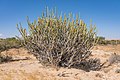 29. A kutyatej nemzetséghez tartozó Euphorbia caducifolia cserje (Kirthar Nemzeti Park, Pakisztán) (javítás)/(csere)