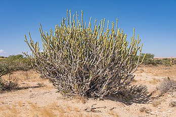 Euphorbia caducifolia no Parque nacional de Kirthar, Paquistão. É um arbusto suculento, colunar e espinhoso. Semelhante a um cacto, suas ramificações formam densos matagais que atingem uma altura de 2 a 3 metros e 4 a 10 metros de diâmetro, com numerosos ramos surgindo da própria base e no topo. A espécie é encontrada no Paquistão e na Índia, onde cresce em solo pedregoso, em planícies costeiras áridas e áreas montanhosas. Todas as Euphorbias contêm uma seiva branca que pode ser irritante para os olhos e as membranas mucosas. Portanto, a Euphorbia caducifolia deve ser manuseada com cuidado e mantida fora do alcance de crianças e animais de estimação. A planta é utilizada em parques e jardins como plantas ornamentais e também como cercas protetoras. As folhas desta espécie são fervidas e comidas como verdura pela população local e empregadas no tratamento da tosse ou aplicação em cortes e feridas para uma cicatrização rápida. O óleo obtido do látex é próximo ao óleo diesel em sua química. É utilizada como lenha após corte e secagem. Os talos secos são a lenha mais barata. É cultivada comercialmente para a obtenção do látex e outros produtos químicos. (definição 7 857 × 5 238)