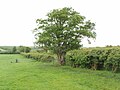 Hek met schrikdraad in Buckinghamshire, Engeland