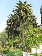 Dans un Jardin à Menton