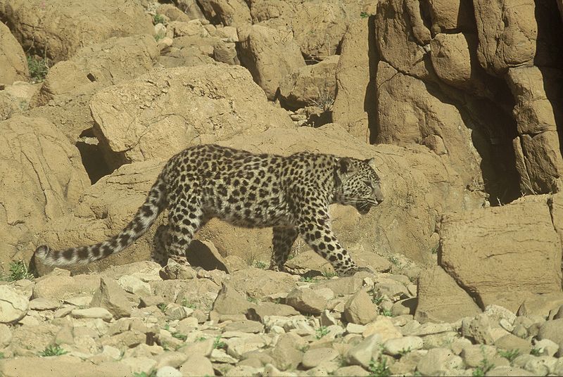 http://upload.wikimedia.org/wikipedia/commons/thumb/a/ae/PikiWiki_Israel_14861_judean_desert_leopard.JPG/800px-PikiWiki_Israel_14861_judean_desert_leopard.JPG