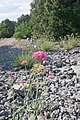 Plants in Ardeche6.JPG