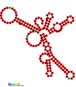 Listeria snRNA rli62: Predicted secondary structure taken from the Rfam database. Family RF01486.