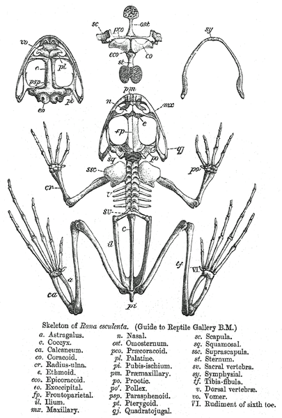 http://upload.wikimedia.org/wikipedia/commons/thumb/a/ae/Rana_skeleton.png/405px-Rana_skeleton.png