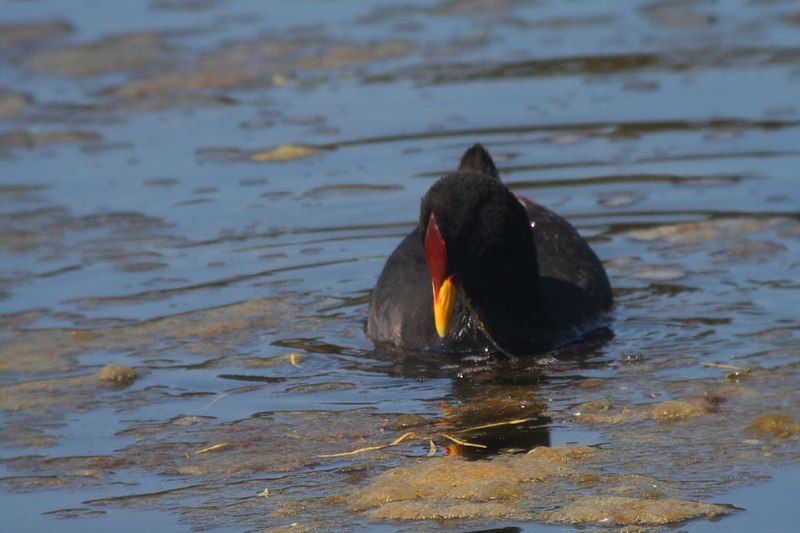 Ficheiro:Red-fronted Coot.jpg