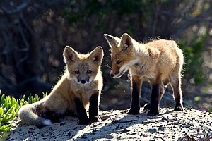 Red Fox cubs.
