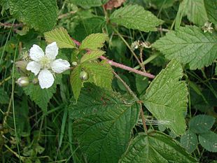 Rubus-caesius-flower.JPG