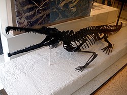 Rutiodon carolinensis.JPG