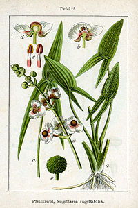Sagittaria sagittifolia Sturm04002.jpg