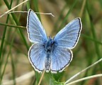 Glaucopsyche lygdamus (silvery blue) Adult, dorsal view.