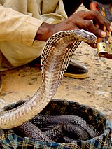 Cobra indien